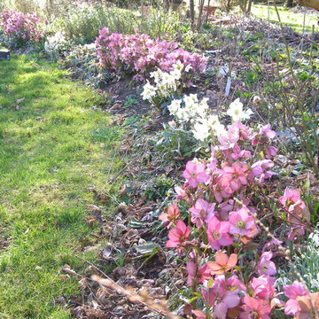 Winter flowers- Cyclamen & Hellebores