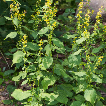 Solidago flexicaulis