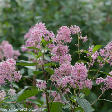 New Jersey Tea (Ceanothus)