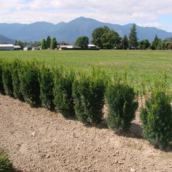 Yew Tree's Taxus x med Hillii - Plants