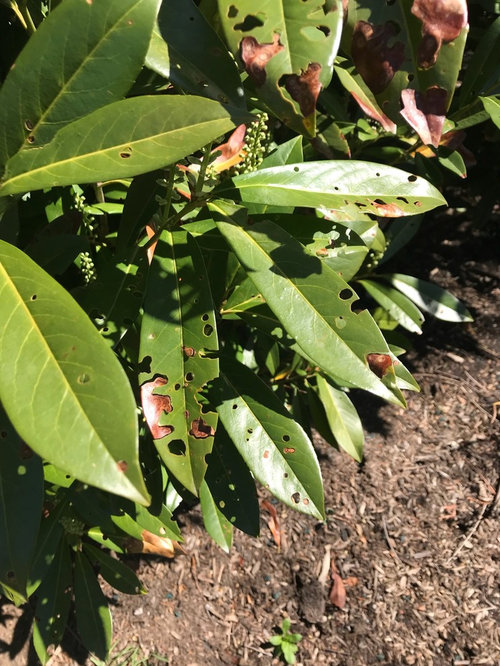 cherry laurel disease?