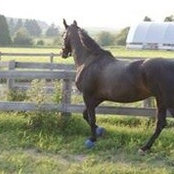 Darlene Hunters billede