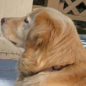 Susan Carpenter's photo