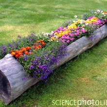Deck Gardening