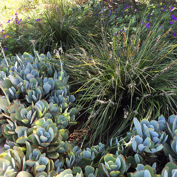 Succulents and Companion Plants