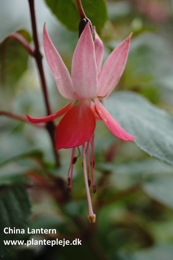 Fuchsia liste 2020 (her ses fotos af en mindre del af de fuchsia vi producere)