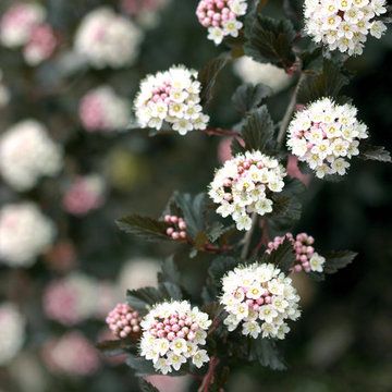 Summer Wine® Ninebark