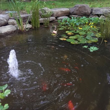 Koi Ponds