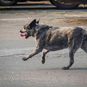 David Frantz's photo