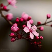 Angela Pizkhaze's photo