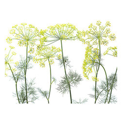 Crown of Dill - Wallpaper