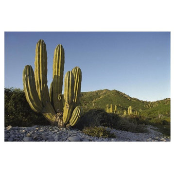 "Giant Cardon Cactus Santa Catalina Island, Sea of Cortez, Mexico" Wall Art