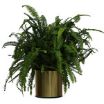 Scape Supply - Live 2' Fern 'Kimberly Queen' Package, Gold - The fern is a long time player in the interior landscape industry.  It is well known for it's great air cleaning abilities and versatility, as it can be hung from above in the proper container. The fern likes a medium lit area with indirect sunlight.  It is one of the best plants for maintaining humidity in your indoor space.