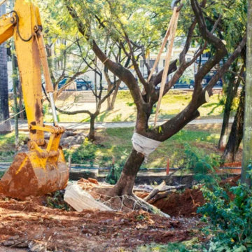 Tree Service
