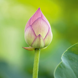Platin Art's Deco Glass Wall Decor- Lotus Bud - Wallpaper