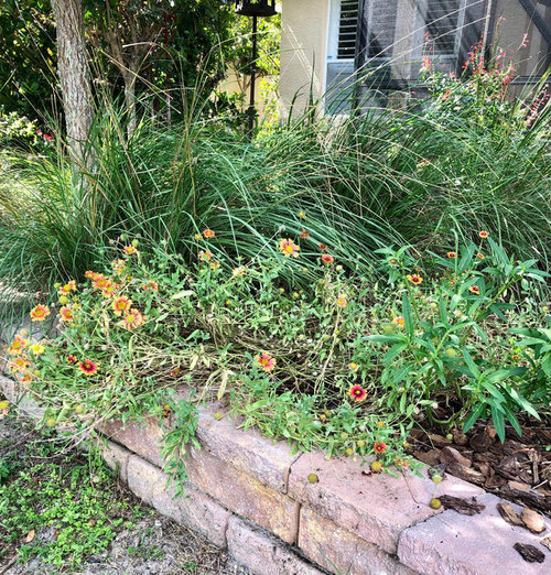 When and how to cut back Blanket Flower Gaillardia Grandiflora