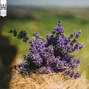 Lavender Farm's photo