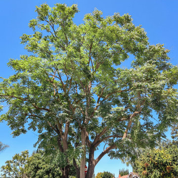 Crown Thinning of 2 Street Trees