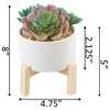 4" Succulents Mix In Pot W/ Stand