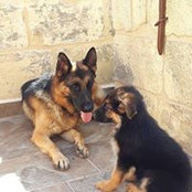 John Sammut's photo