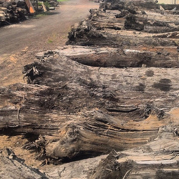 Ancient Bog Oak 800 - 6500 years old