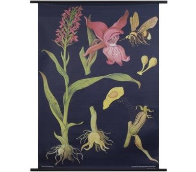Traditional Artwork Orchid Botanical Poster