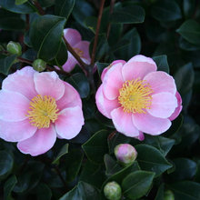 foundation plants