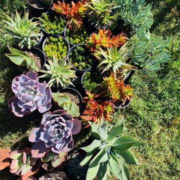 Colorful Succulents