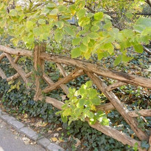 Fencing