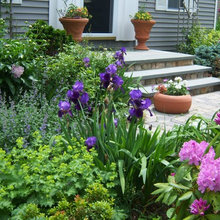 Front yard
