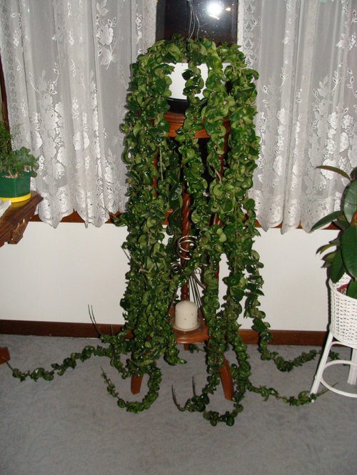 Hoya Hindu Rope