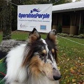 Johnny RoughCollie's photo