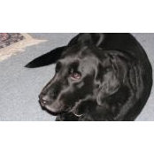Robin Chamberland's photo