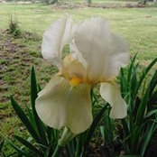 Joan Thibaut's photo
