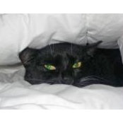 Kathy Lang's photo