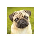 HesitantPug779s billede