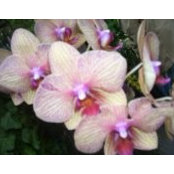 Sherilyn Braam Beckers foto