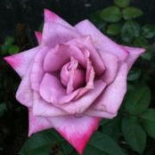 Janet Bingham's photo