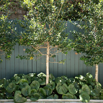 Webster Street | Tree-Form Evergreens and Broad Foliage