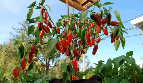 Guten Appetit! 8 Pflanzen, die auf dem Balkon leckere Ernte schenken