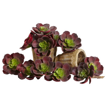 5" Echeveria Succulent Plant, Set of 12, Burgundy