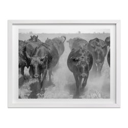 Cattle Drive by Jill Corbin - Fine Art Prints