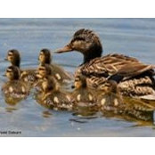 Jan Mallard's photo