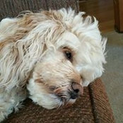 Kevin Ostler's photo