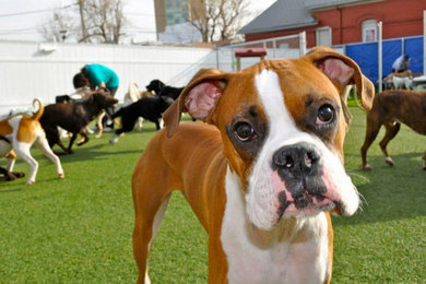 Synthetic Grass Dog Daycare