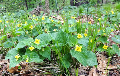 Great Design Plant: Viola Pubescens Dots Woodlands With Yellow