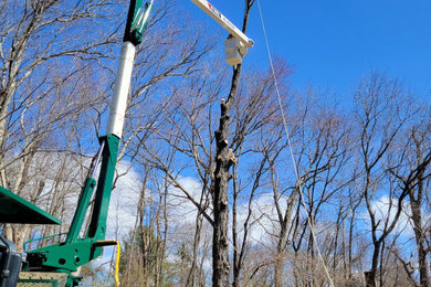 Oxford, CT | Tree Removal Services | Lot Clearing | Tree Maintenance