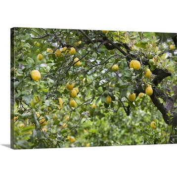 "Lemons growing on a tree, Sorrento, Naples, Campania, Italy" Canvas Art, 30"...