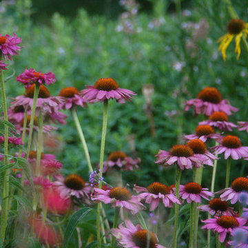 Echinaceas