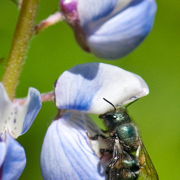 Wild Lupine